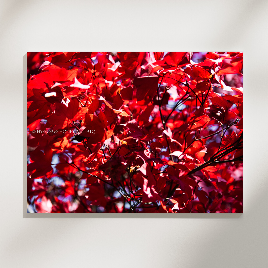 Red Maple / Centered - Canvas