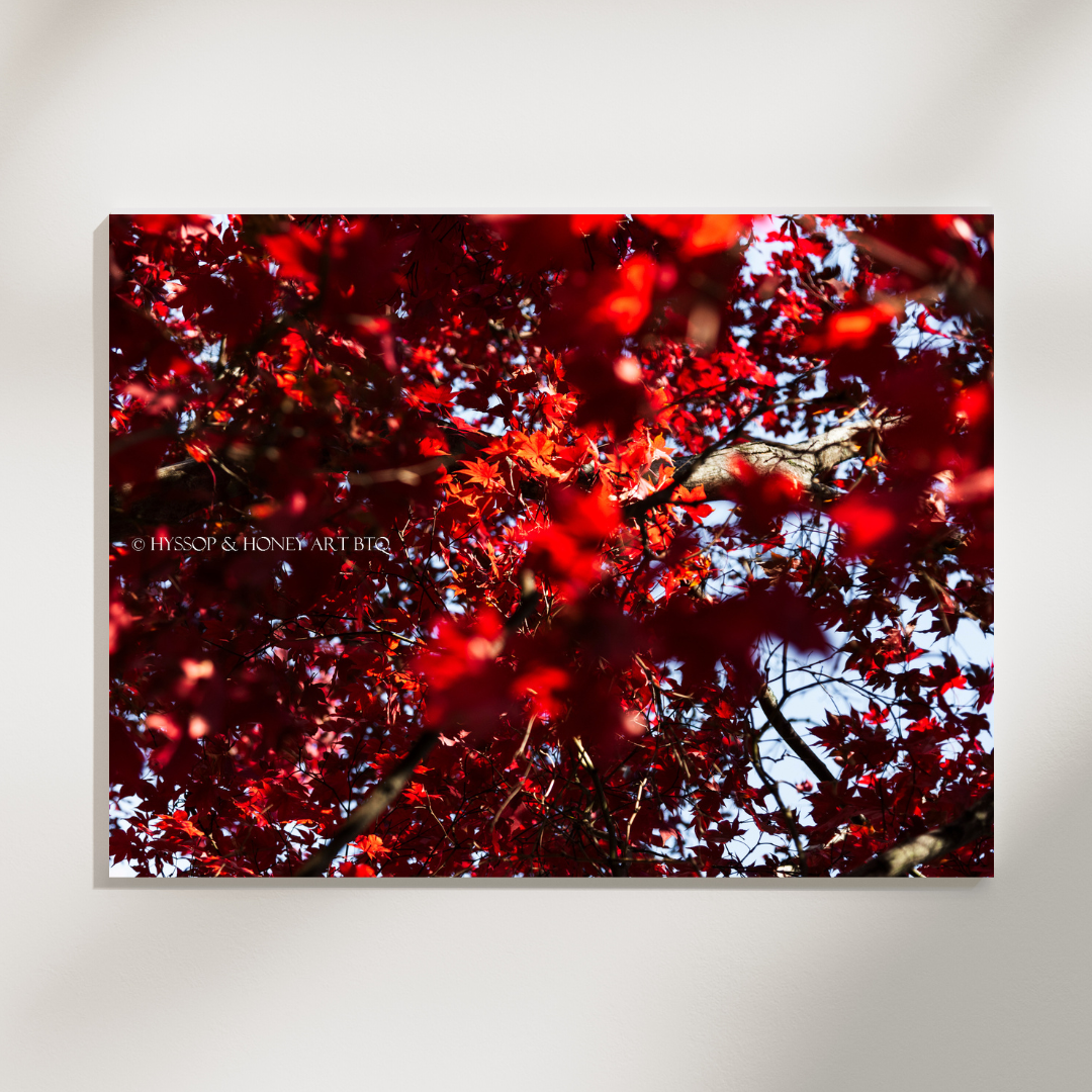 Red Maple - Canvas