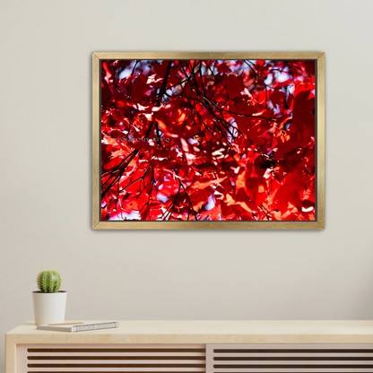 Red Maple / Left - Canvas