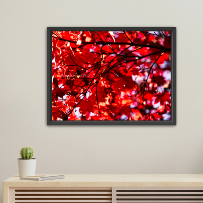 Red Maple / Right - Canvas Prints