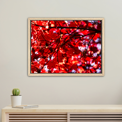 Red Maple / Right - Canvas Prints